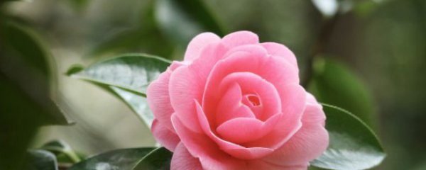 室内招财植物有哪些