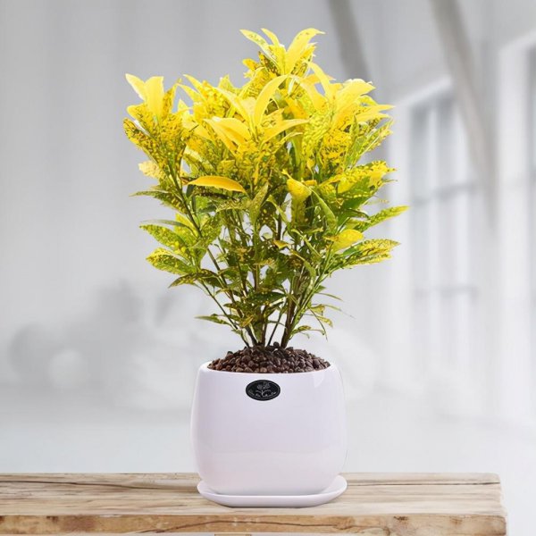 黄金树的养殖方法和注意事项