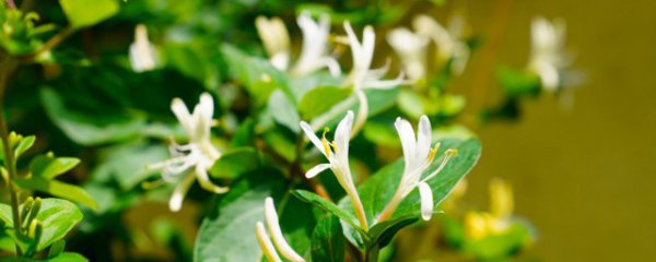 金银花什么季节种植合适