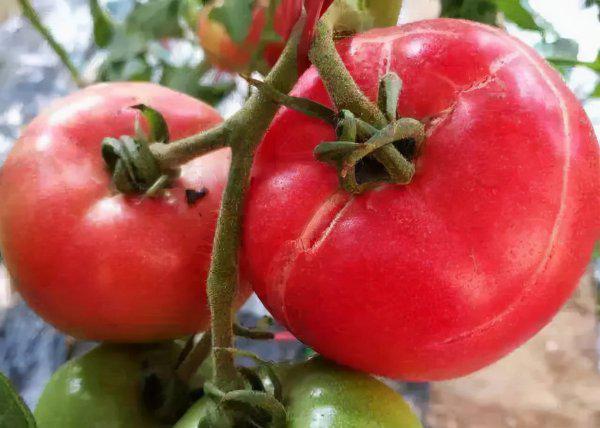 西红柿裂果是什么原因