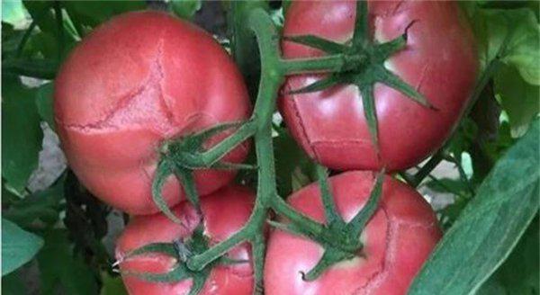 西红柿裂果是什么原因