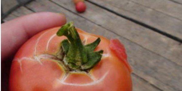 西红柿裂果是什么原因