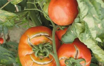 西红柿裂果是什么原因