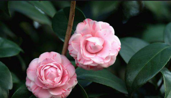 山茶花用什么水浇最好更旺盛