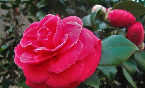 山茶花用什么水浇最好更旺盛