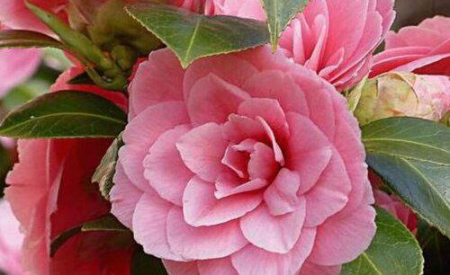 山茶花用什么水浇最好更旺盛