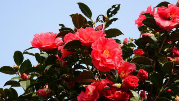 山茶花用什么水浇最好更旺盛