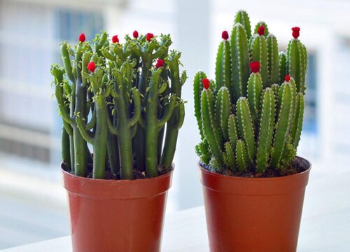 仙人山养在家里好不好