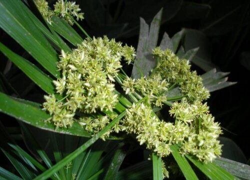 散尾葵开花有什么兆头