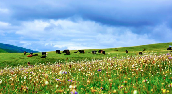 若尔盖大草原在四川哪里