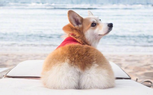 宠物狗排行榜前十名名字