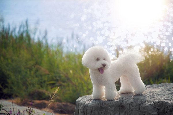 宠物狗排行榜前十名名字