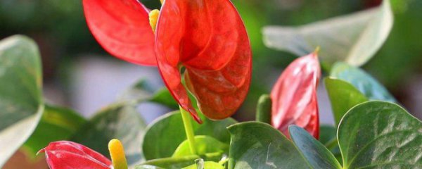 红掌施肥方法及注意事项