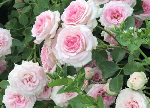 新手养月季一定要避免的错误养护方法