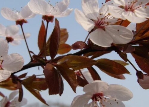 红叶李什么时候开花