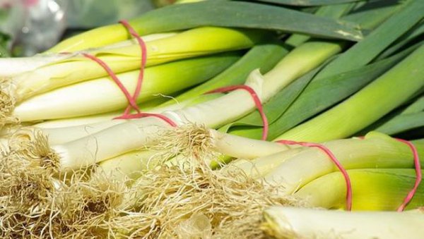 影响大葱产量的因素有哪些