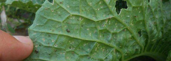 蔬菜黄曲条跳甲的防治措施