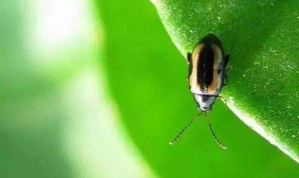 蔬菜黄曲条跳甲的防治措施