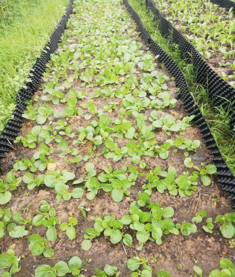 蔬菜黄曲条跳甲的防治措施