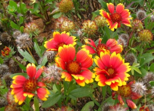 宿根天人菊花期是什么时候