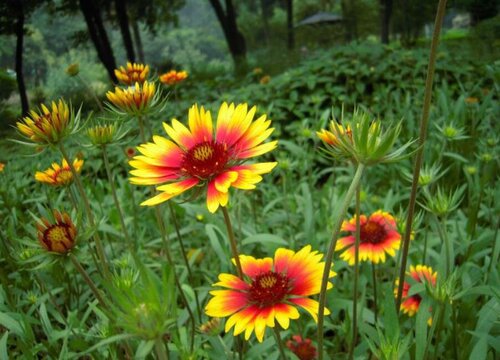 宿根天人菊花期是什么时候
