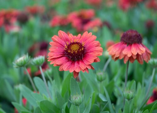 宿根天人菊花期是什么时候