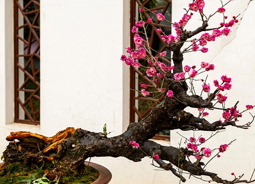 梅花盆景烂根原因及养护要点