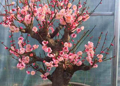 梅花盆景烂根原因及养护要点