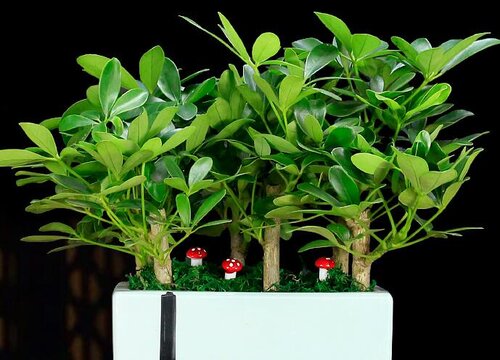 鸭掌木如何养殖叶子绿油油的