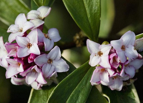 瑞香能在外面过冬吗