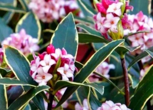 瑞香能在外面过冬吗