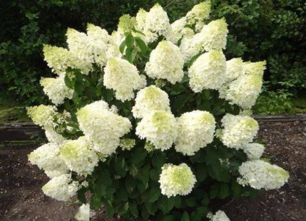 一年四季不怕冷不怕热的植物