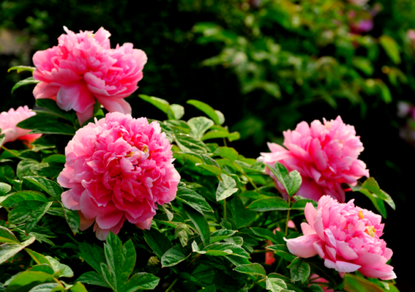 一年四季不怕冷不怕热的植物