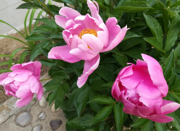 一年四季不怕冷不怕热的植物