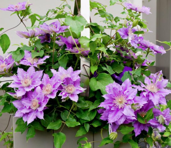 一年四季不怕冷不怕热的植物