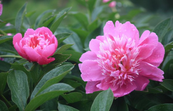 一年四季不怕冷不怕热的植物