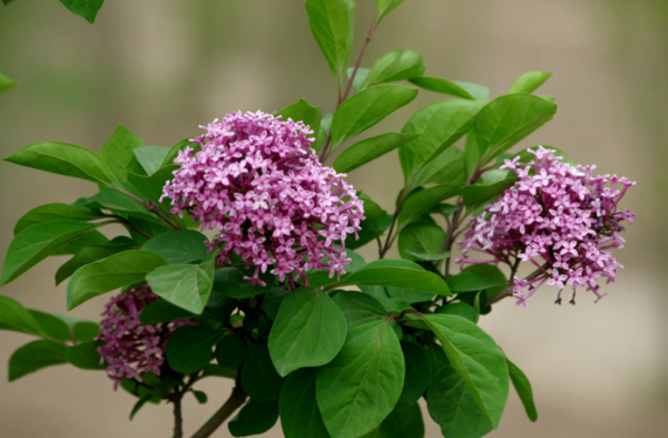 一年四季不怕冷不怕热的植物
