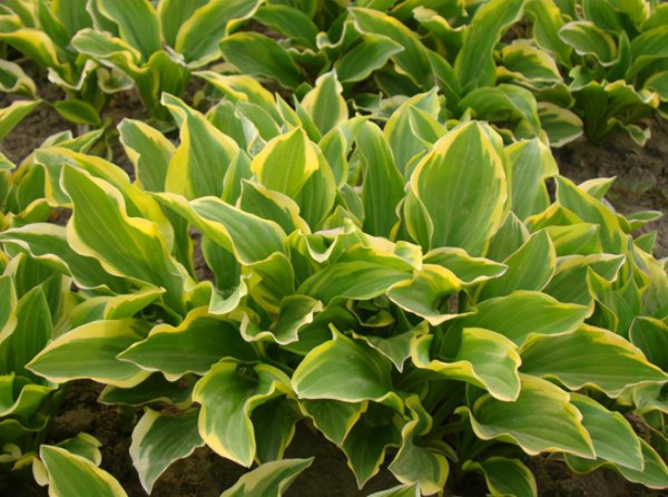 一年四季不怕冷不怕热的植物