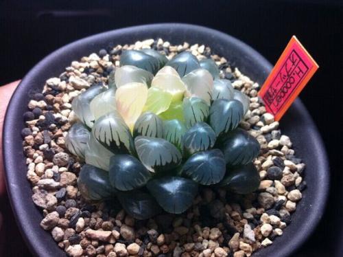 十多年的玉露老桩能活吗