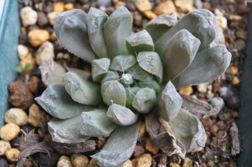 十多年的玉露老桩能活吗