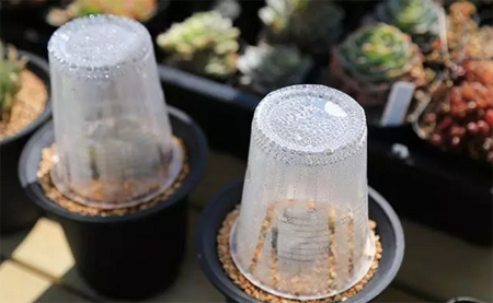 十多年的玉露老桩能活吗