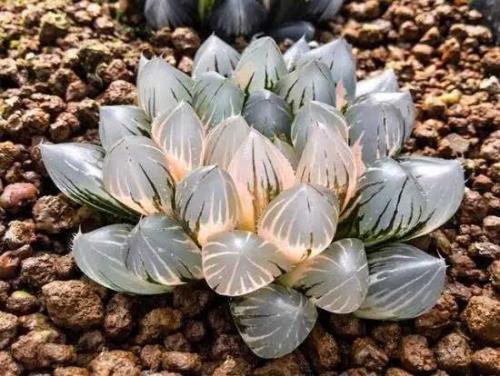 十多年的玉露老桩能活吗