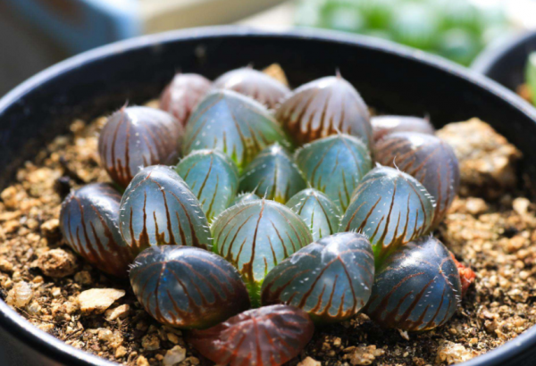 十多年的玉露老桩能活吗