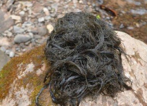 发菜是在哪里生长出来的