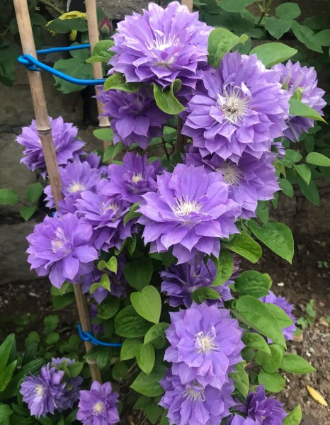 円空铁线莲优缺点