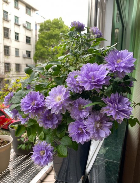 円空铁线莲优缺点