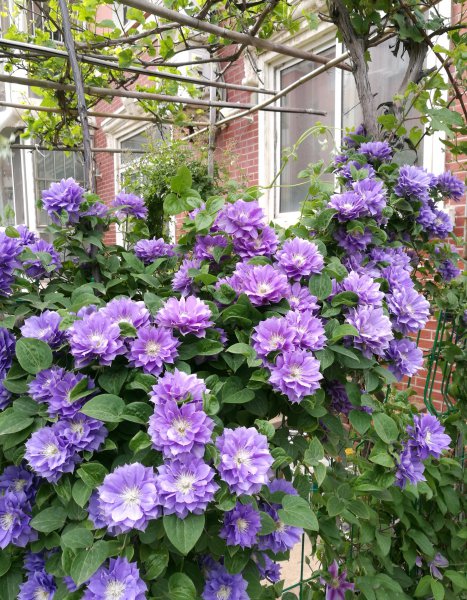 円空铁线莲优缺点