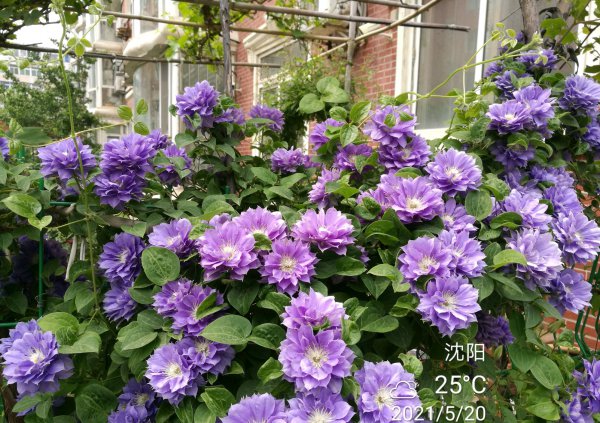 円空铁线莲优缺点