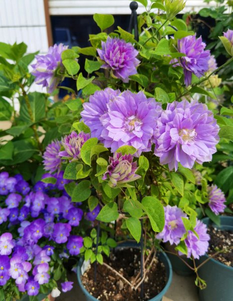 円空铁线莲优缺点