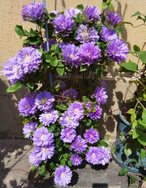 円空铁线莲优缺点